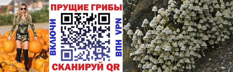 гидра онион  Покровск  Псилоцибиновые грибы Cubensis  наркота 